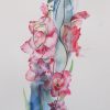 Gladiolus
