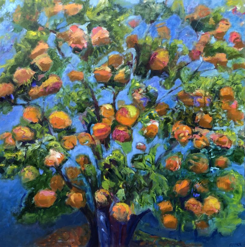 Joe’s Mandarin Tree