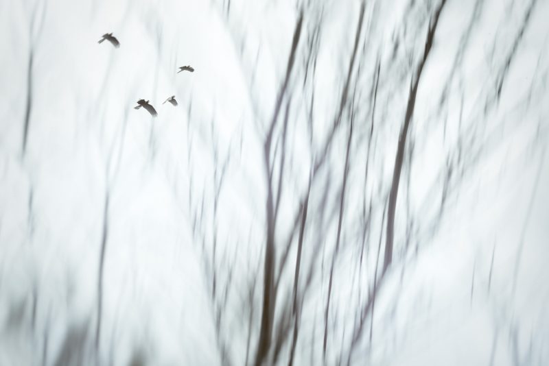 Into the Light – Ltd Ed Print