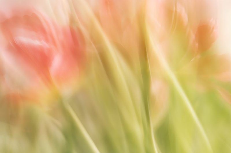 Lost in the Glow of Tulips – Ltd Ed Print
