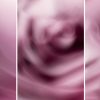 Rose Triptych