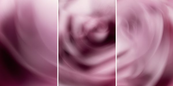 Rose Triptych