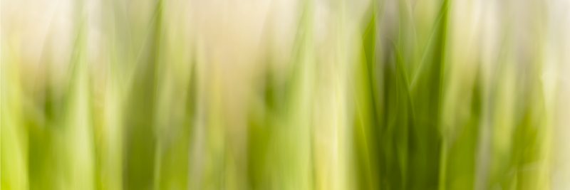 Thrive — Ltd Ed Print