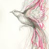 1b Sydney Artist Leni Kae Pink Robin Drawing