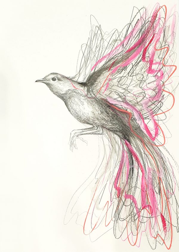 1b Sydney Artist Leni Kae Pink Robin Drawing