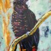 Black Cockatoo