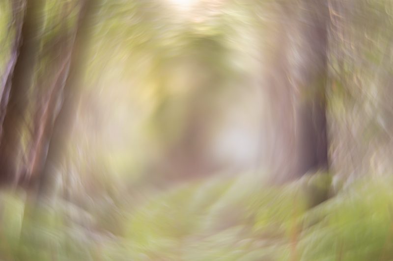 Deep in the Rainforest – Ltd Ed Print