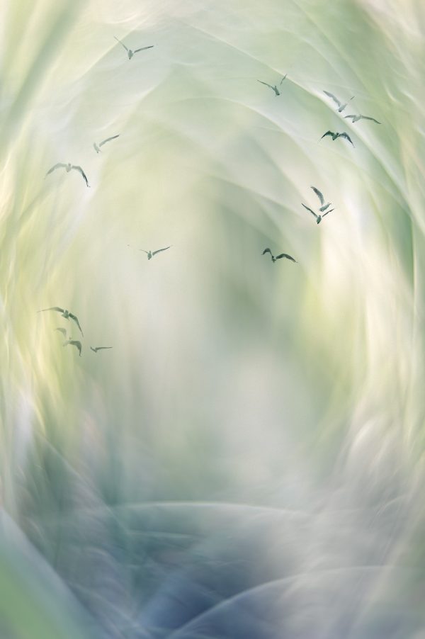 Lifted By The Thermals