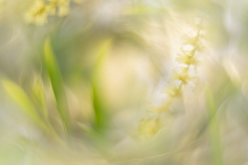 Playful Wattle – Ltd Ed Print