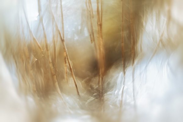 Sunlight On The Reeds