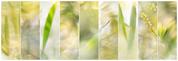 Wattle Story Panorama