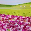 Tulips At Dawn Songbird Designz Deborah Lang Tulip Fields Flowers Floral Botanicals Canvas Textured Impasto Wall Art Contemporary Hamptons Style 5