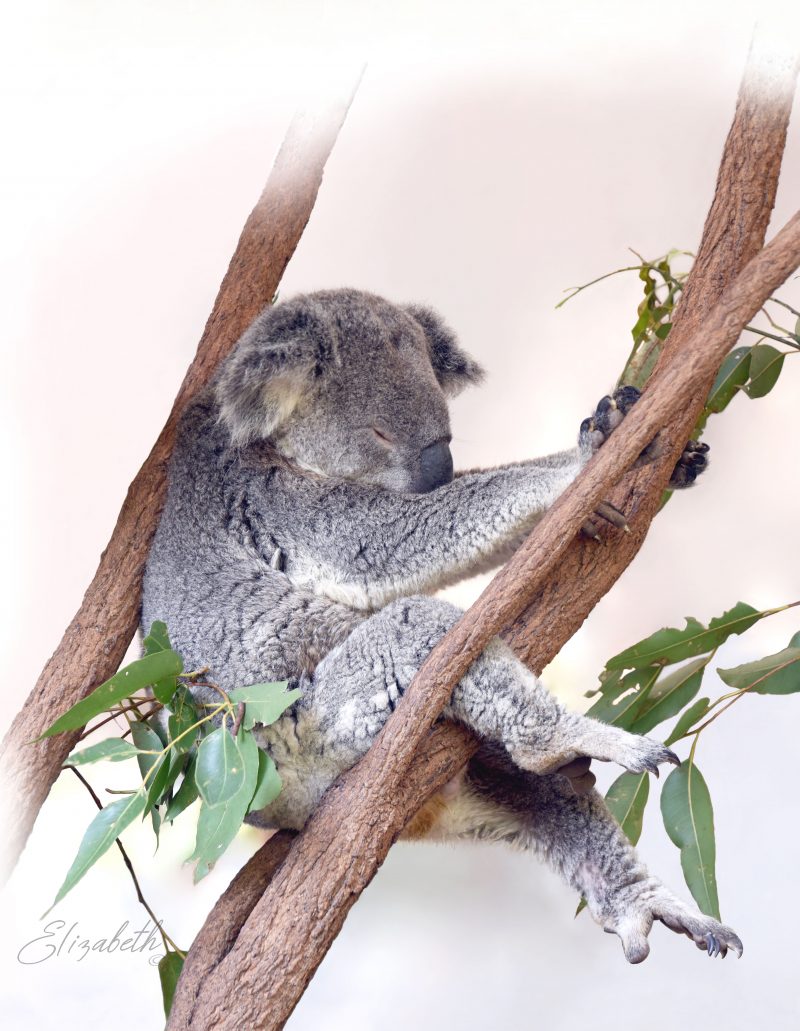 Life as Only a Koala Knows It