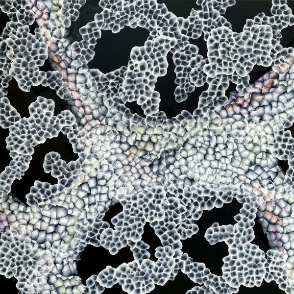 Aqueous Bloom Rock Pool Musings Iv Bfe