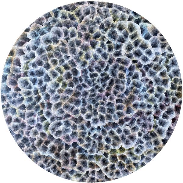 Bio Sphere Barnacle Bloom Vi White Background Bfe