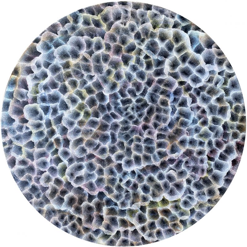 Bio – Sphere Barnacle Bloom VI