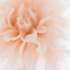 Blush Dahlia