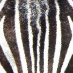 User 22847 Elizabeth Mc Namee 2021 08 07 T 01 43 19 067 Z Fb Zebra Header Image.jpg