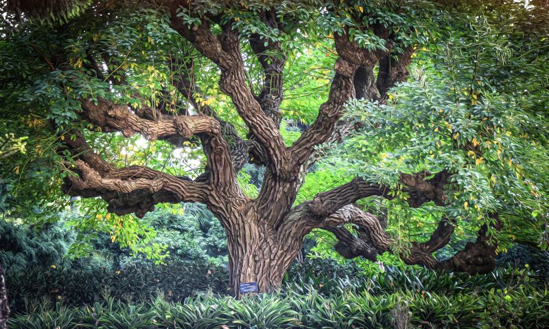 Melbourne’s beautiful Coral Tree