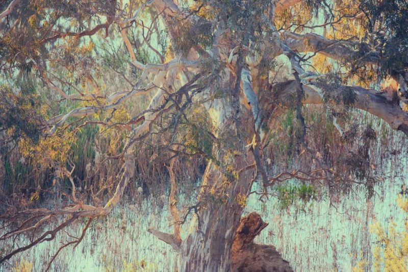Mighty Rivergum  – Ltd Ed Print