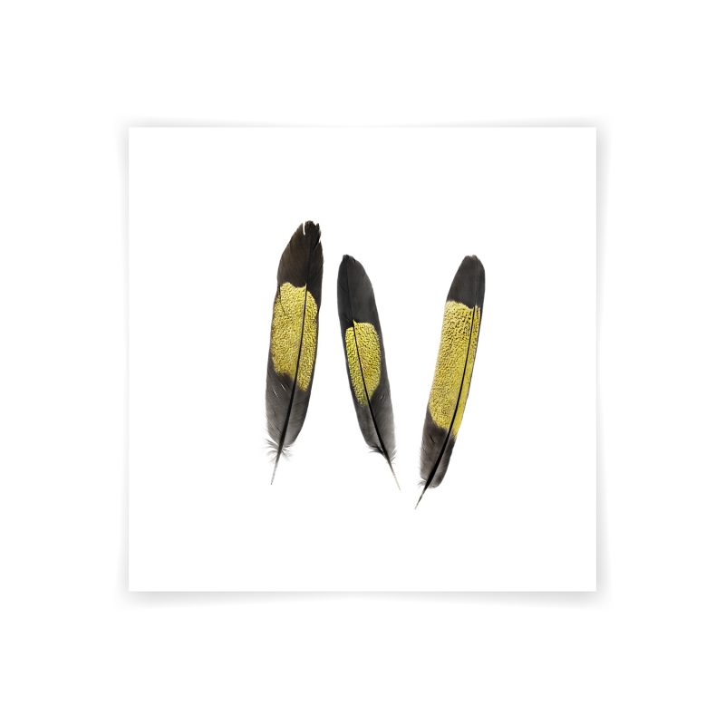 Yellow-tailed Black Cockatoo Feather Study