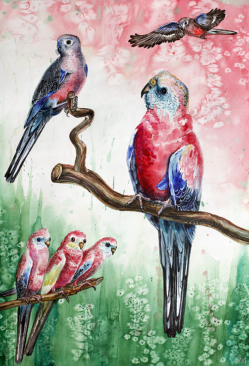 Bourke’s Parakeet parrots