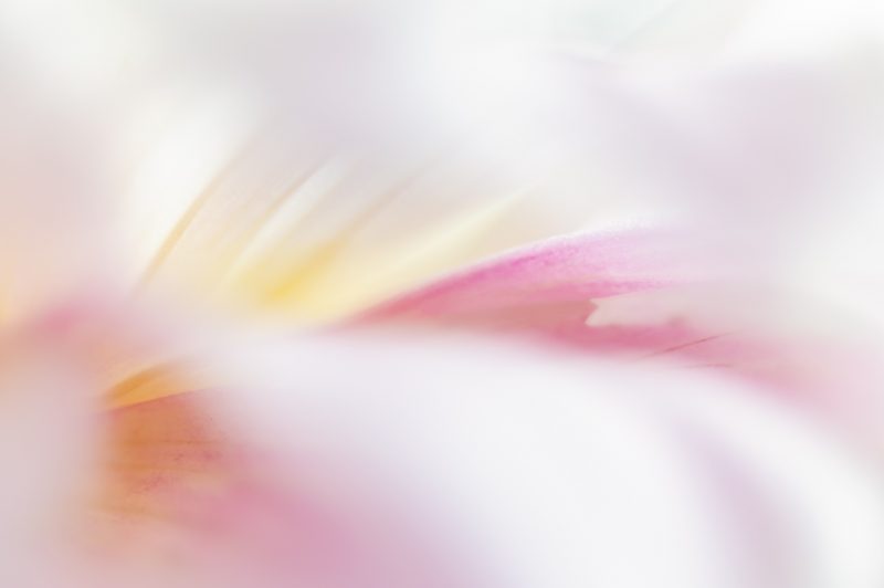 Dahlia Petal — Ltd Ed Print