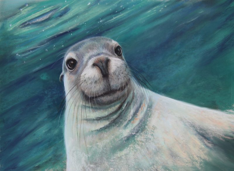 Inquisitive  Australian Sea Lion