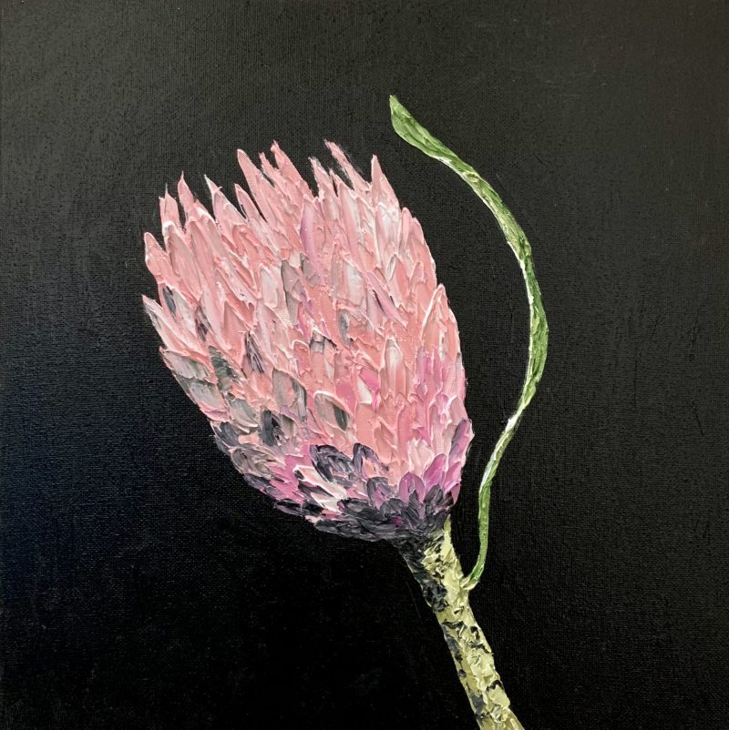Pink Protea