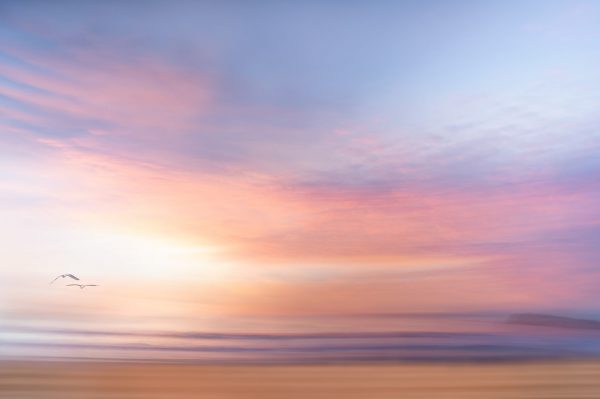Pelicans At Dawn Bernadette Meyers Art Lovers Australia