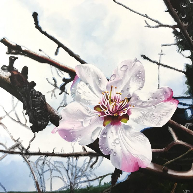 The First Buds of Spring