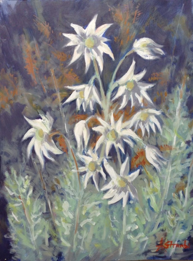 Coastal Flannel Flowers