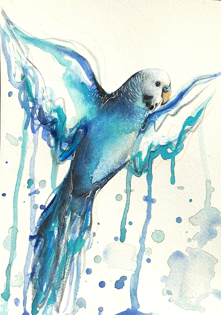 Blue Budgie, Open Wings