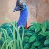 Cassowary