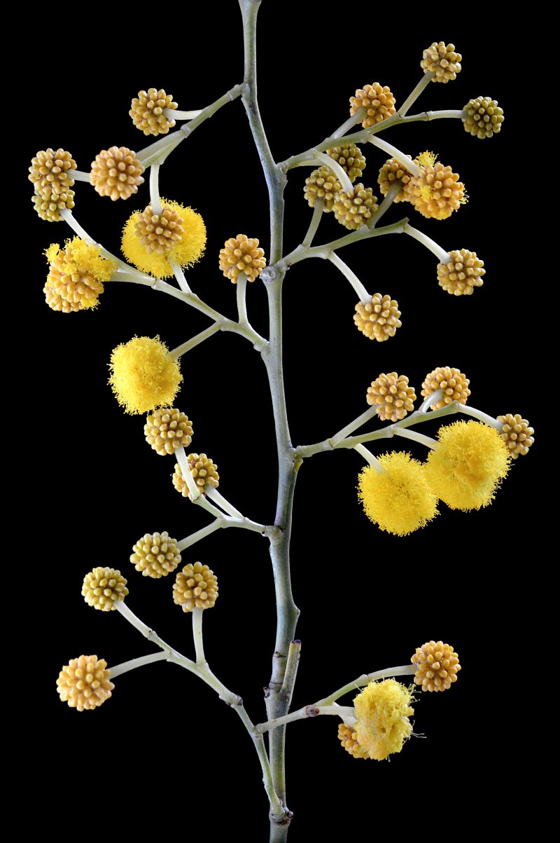 Wattle Molecules – Framed ‘A Room With a View Exhibition’