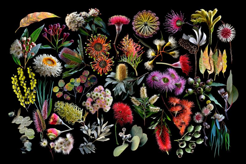 Australiana – Ltd Ed Print