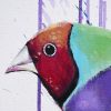 Gouldian Finch, Gloriously Splendid.detail
