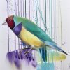 Gouldian Finch, Gloriously Splendid.x
