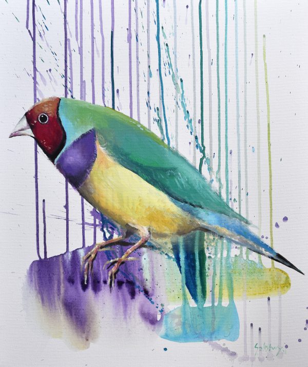 Gouldian Finch, Gloriously Splendid.x