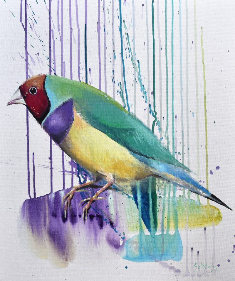 Gouldian finch, gloriously splendid