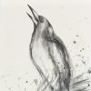 1.sydney Artist Leni Kae Magpie Art Drawing Australian Bird