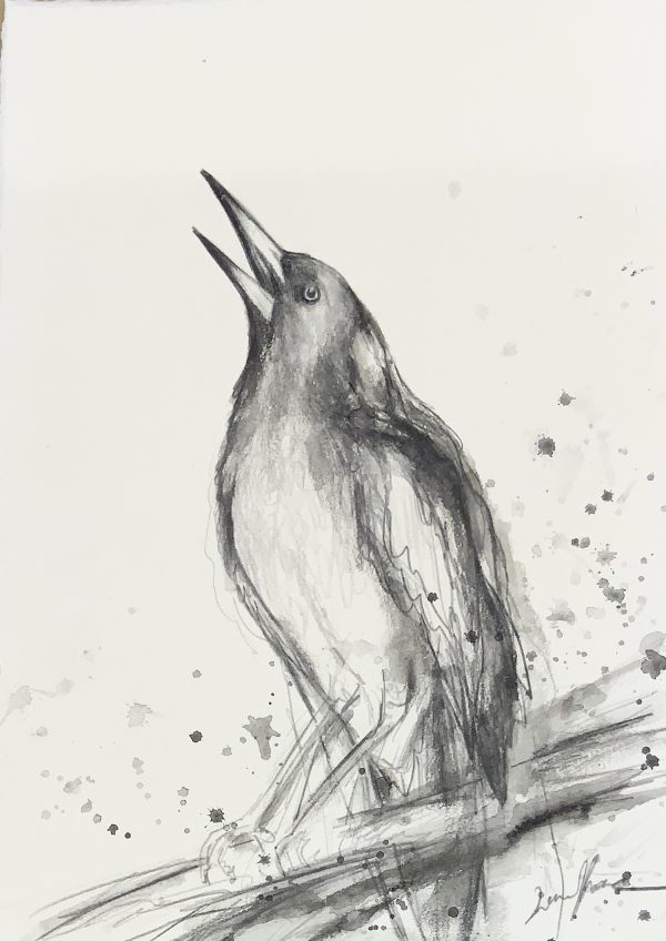 1.sydney Artist Leni Kae Magpie Art Drawing Australian Bird