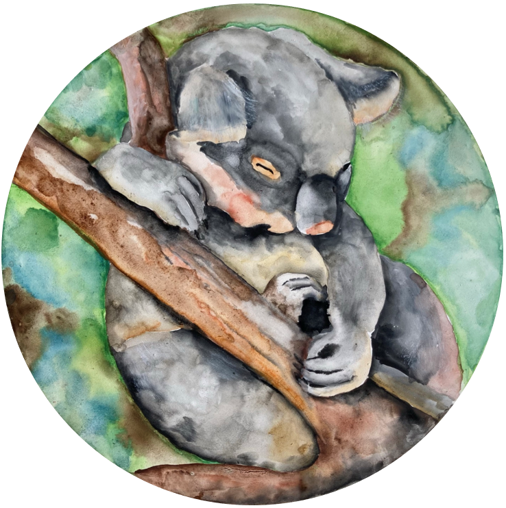 Cuddly Koala – SOLD