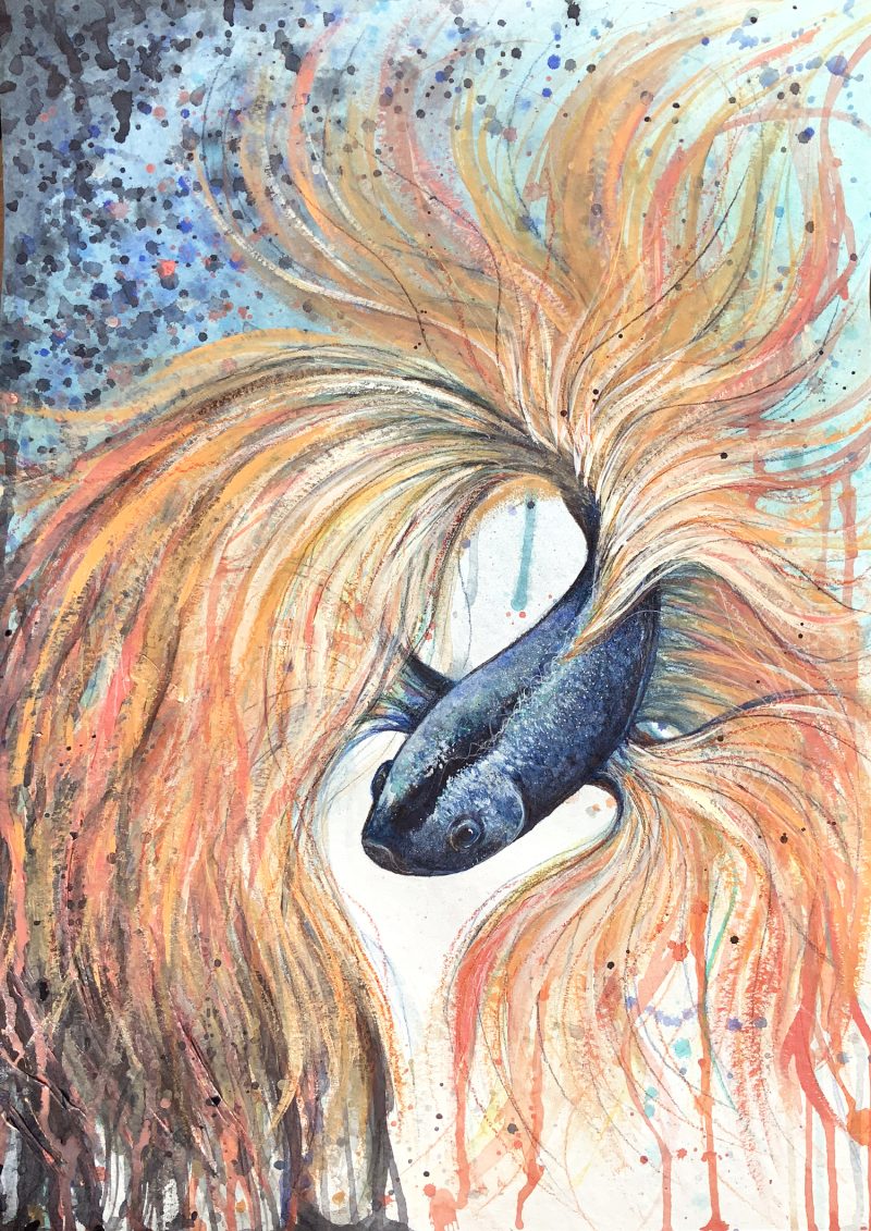 Blue and Orange Betta Fish, Fire and Ice