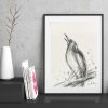Sydney Artist Leni Kae Magpie Drawing Original Art Framed