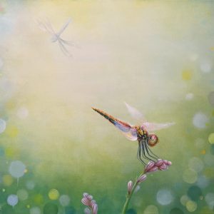 Dragonfly Delight New