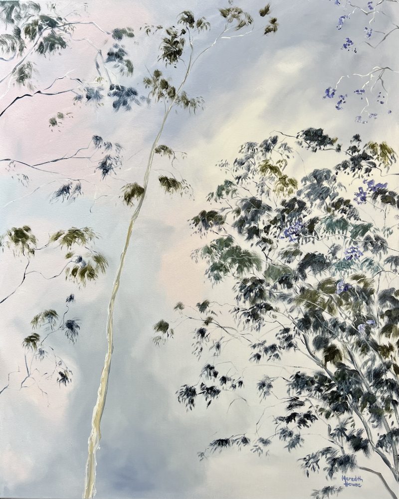 Illumination of White Gum and Jacaranda
