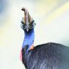 Cassowary