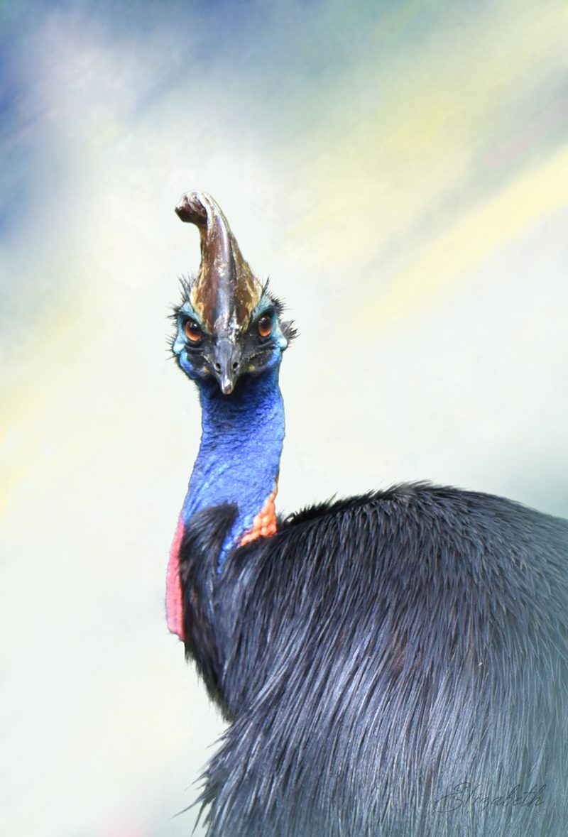 Southern Cassowary