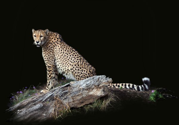 Cheetah Sitting Watching 2